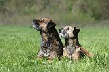 BORDER TERRIER 048